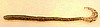 (# 22)
6" CURL TAIL WORM
-
PUMKIN SEED - 15 PER BAG