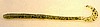 (# 23)
6" CURL TAIL WORM - WATERMELON SEED
- 15 PER BAG